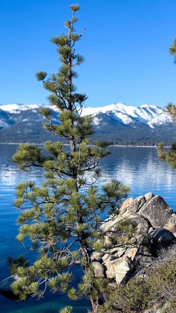 Tree near Lake Tahoe representing growth with a business corporate lawyer